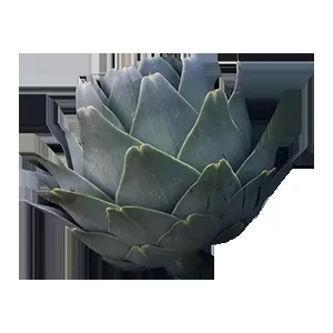 Güvenlik Şartları